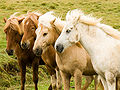 Iceland horse herd in August.jpg